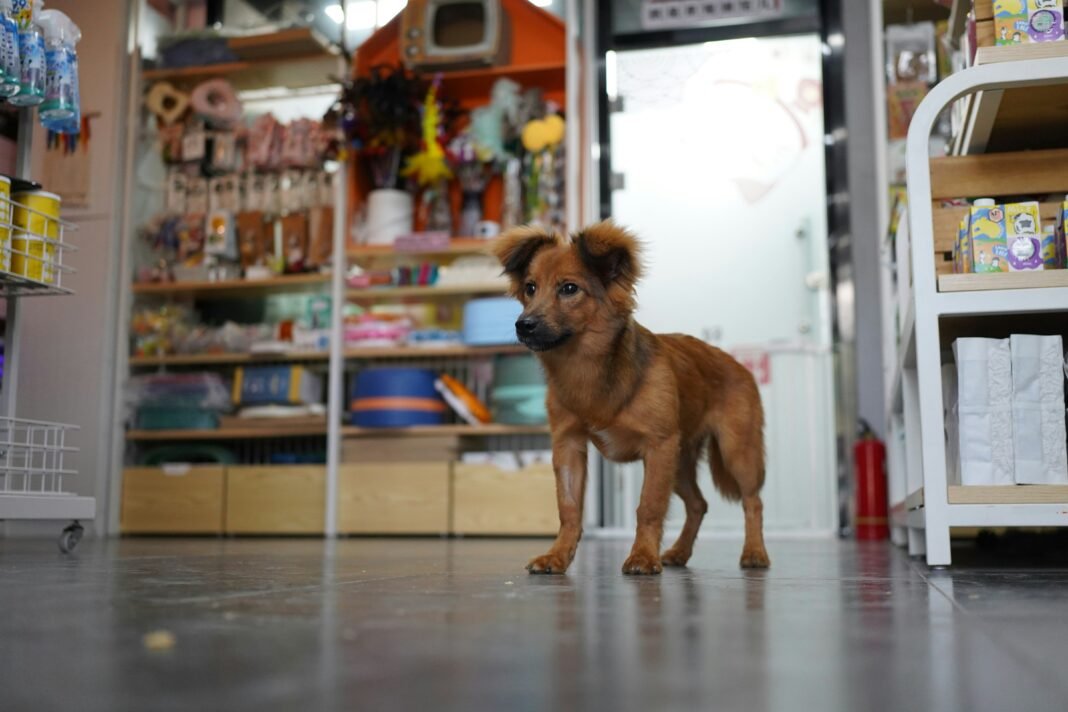 5 Smart Money Strategies for Pet Business Owners